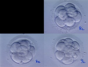 Duke Embryos